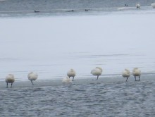 Tundra Swans 