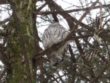 Barred Owl 