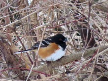 Spotted Towhee 