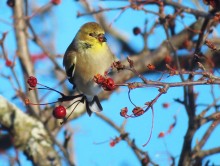 American Goldfinch