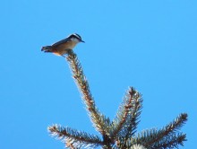 Red-breasted Nuthatch