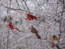 Northern Cardinals