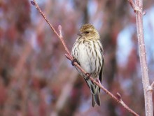 Pine Siskin 