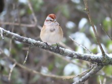 American Tree Sparrow