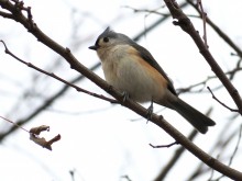 Tufted Titmouse 