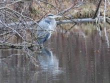 Great Blue Heron 