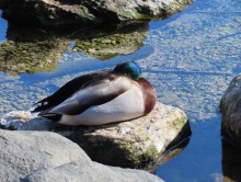 Male Mallard 