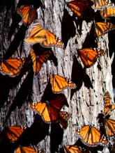 Monarchs basking on a tree