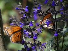 Nectaring monarchs