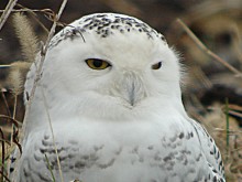 Snowy Owl