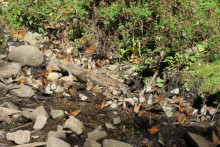 Monarchs drinking water.