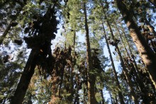 Clusters of Monarchs at El Rosario