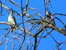 Hairy Woodpeckers