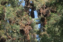 Monarchs clustered at Sierra Chincua Sanctuary.