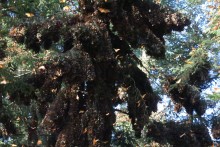 Monarchs clustered at El Rosario Sancturary.