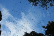 Monarchs flying at El Rosario.