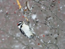 Downy Woodpecker.