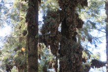 Monarchs clustered at El Rosario 