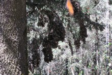 Monarch clustered at Sierra Chincua