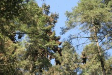 Monarchs clustered at Sierra Chincua Sanctuary.