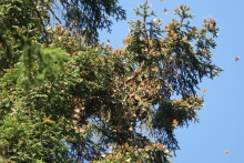 Monarchs clustered at Sierra Chincua Sanctuary.