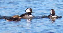 Hooded Mergansers