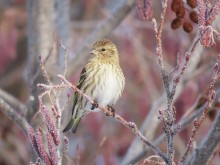 Pine Siskin 