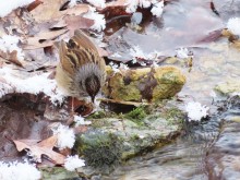 Swamp Sparrow