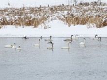 Tundra Swans 