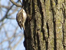 Brown Creeper