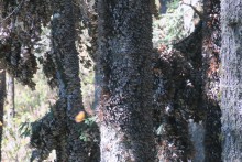 Monarchs clustered at Sierra Chincua Sanctuary.