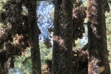 Monarchs clustered at Sierra Chincua Sanctuary.