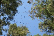 Monarchs flying at Sierra Chincua.