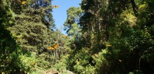 Monarchs at La Cañada