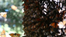 Monarchs at Cerro Pelon