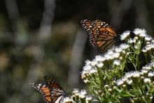 Nectaring monarchs.