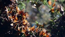 Monarchs at Cerro Pelon 