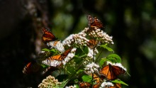 Monarchs at Cerro Pelon