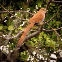 Squirrel Cuckoo