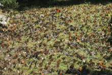 Monarchs at El Rosario