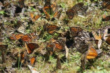 Monarchs at El Rosario