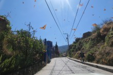 Monarchs flying