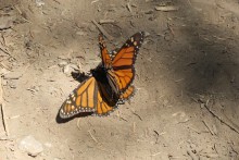 Mating monarchs