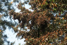 Monarchs covering trees