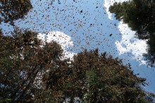 Monarchs flying 