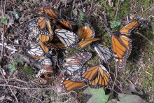 Deceased monarchs on forest floor.