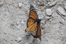 Monarchs mating