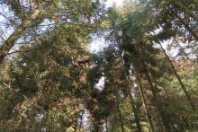 Monarchs clustered at La Salud