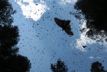 Monarchs flying.