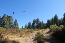 Monarchs at La Salud